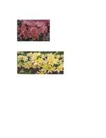 Konspekts 'Valsts Priekuļu laukaugu selekcijas institūts', 3.