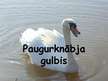 Prezentācija 'Paugurknābja gulbis', 1.