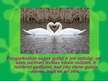 Prezentācija 'Paugurknābja gulbis', 7.