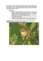 Konspekts 'Čuņčiņš', 3.