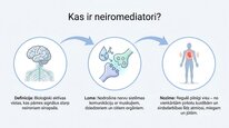 Prezentācija 'Neiromediatori', 2.