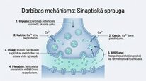Prezentācija 'Neiromediatori', 5.