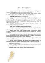 Referāts 'Mugurkaulāja jostas daļas traumas, to ārstēšana un profilakse', 6.