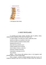 Referāts 'Mugurkaulāja jostas daļas traumas, to ārstēšana un profilakse', 10.