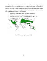 Referāts 'Sakņu trupe', 5.