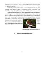 Referāts 'Sakņu trupe', 7.