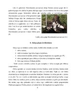 Referāts 'Sakņu trupe', 8.