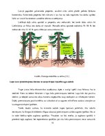 Referāts 'Sakņu trupe', 10.