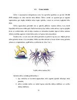 Referāts 'Sakņu trupe', 12.