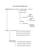 Referāts 'Rozes - mūsu planētas krāšņums', 5.
