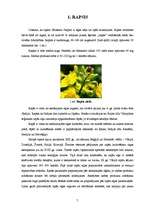 Referāts 'Rapša audzēšana Latvijā', 7.