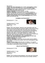 Referāts 'Latvijas sikspārņi', 5.