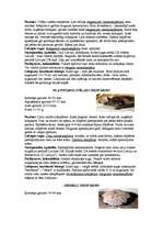 Referāts 'Latvijas sikspārņi', 7.