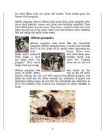 Referāts 'Penguins', 4.