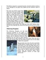 Referāts 'Penguins', 5.