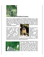 Referāts 'Penguins', 8.