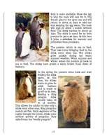 Referāts 'Penguins', 12.