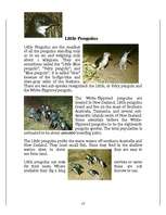 Referāts 'Penguins', 13.