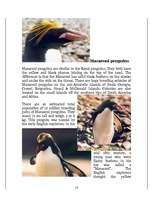 Referāts 'Penguins', 14.