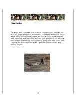 Referāts 'Penguins', 19.