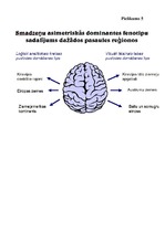 Referāts 'Bērna kreiļa adaptācija mūsdienu skolā', 22.