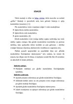 Referāts 'Gludās muskulatūras fizioloģiskais raksturojums', 3.