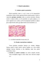 Referāts 'Gludās muskulatūras fizioloģiskais raksturojums', 4.