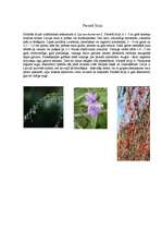 Konspekts 'Nakteņu dzimta', 8.