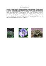 Konspekts 'Nakteņu dzimta', 9.