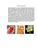 Konspekts 'Nakteņu dzimta', 11.