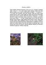 Konspekts 'Nakteņu dzimta', 12.