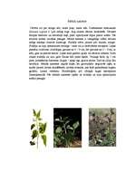 Konspekts 'Nakteņu dzimta', 15.