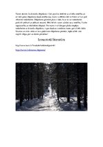 Konspekts 'Slēpošanas slodze veselības uzlabošanā', 3.