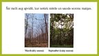Prezentācija 'Sezonāli mitrie meži', 4.