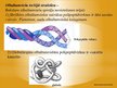 Prezentācija 'Olbaltumvielas', 10.