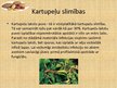 Prezentācija 'Kartupeļi', 14.