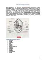 Konspekts 'Bioloģijas ieskaites biļetes', 3.