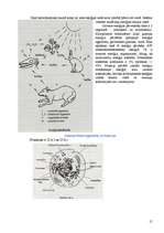 Konspekts 'Bioloģijas ieskaites biļetes', 15.