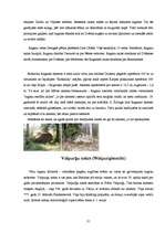 Referāts 'Raganu prāvas viduslaikos', 31.