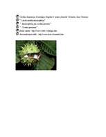 Referāts 'Acis', 9.