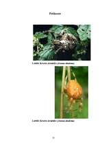 Referāts 'Zirnekļu sugu daudzveidība', 25.