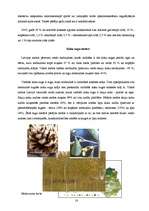 Referāts 'Meža nozare', 14.