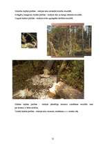 Referāts 'Meža nozare', 22.