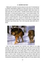 Referāts 'Meža nozare', 36.