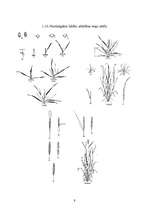 Referāts 'Graudaugu raksturojums', 9.