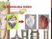 Prezentācija 'Alkoholisms', 12.
