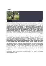 Referāts 'Bērzs - vērtīgs lapu koks', 5.