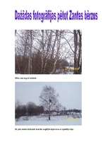 Referāts 'Bērzs - vērtīgs lapu koks', 14.