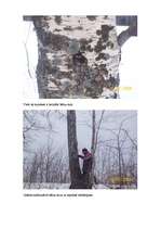 Referāts 'Bērzs - vērtīgs lapu koks', 15.