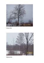 Referāts 'Bērzs - vērtīgs lapu koks', 16.